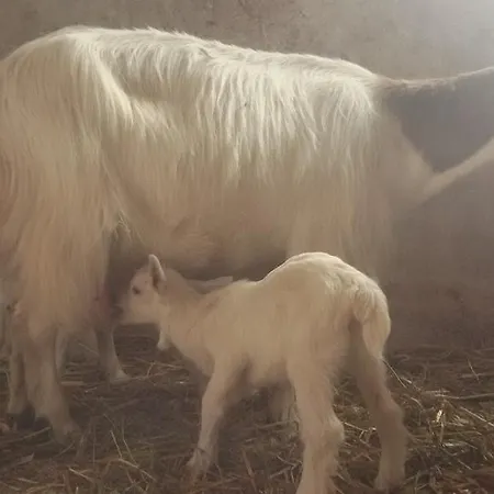 Su Solianu Κατάλυμα σε φάρμα Bari Sardo