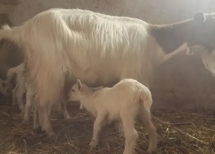 Su Solianu Фермерский дом Бари-Сардо